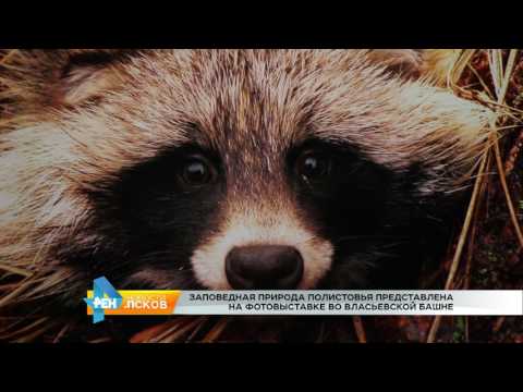 Новости Псков 16.03.2017 # Выставка заповедной природы Полистовья