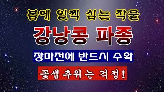 [텃밭농부 1,790]  비넝쿨성 강낭콩. 파종하고 배색필름으로 멀칭하는 방법. #강낭콩재배 #강낭콩파종