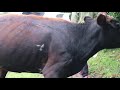 Pooping Cow