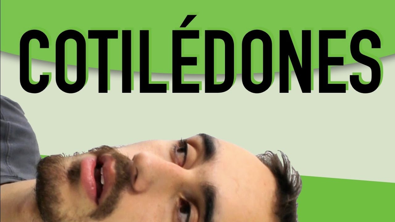 Botânica - Angiospermas: Monocotiledôneas e Dicotiledôneas