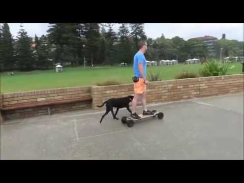 Dolphins 'n' Seal at Bondi, Tamarama & Bronte - By Cora Bezemer