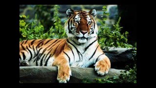 Relient K - We Wish You A Merry Christmas