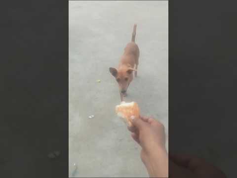 #dog #dogshorts #puppy #cow #shorts #shortsfeed #youtubeshorts #viral #animals #animalshorts #seva