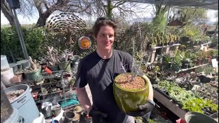 Rob The Cactus Expert | Potting My Young Ocotillo