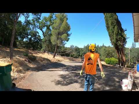 イタリア産ヒノキの伐採