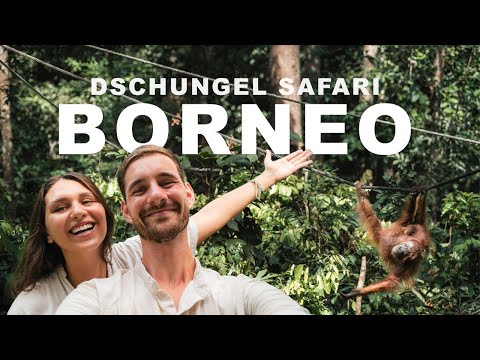 Borneos Big 5 🦧 Unser Dschungelabenteuer auf Borneo 🌴 eine unglaubliche Safari-Tour!