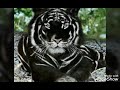 Banded Mataram
