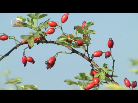 Šipak | Jačanje imuniteta