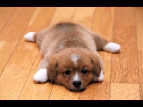 Smiješne Psi Klizna Na Drvenim Podovima. Kompilacija [HD]