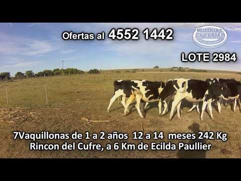 Lote 7 Vaquillonas 1 a 2 años 7 HO 242 Kgkg -  en Rincon del Cufre, a 6 Km de Ecilda Paullier