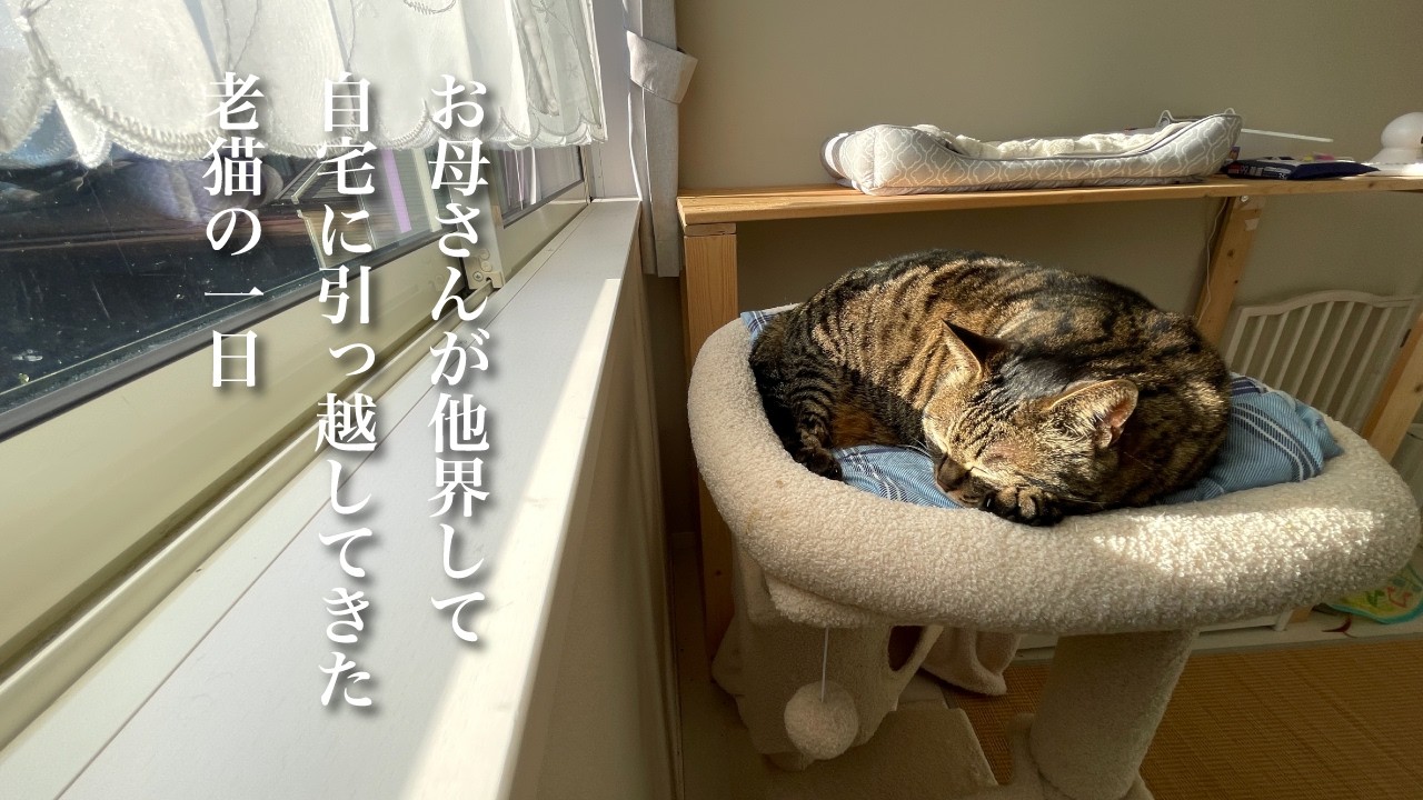 お母さんが他界して実家で一人暮らしをしていた猫（ミコ）の日向ぼっこに癒される