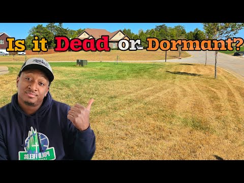 Is My Lawn Dead or Just Dormant?