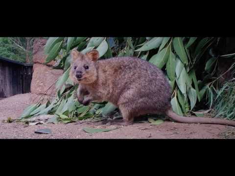 Australian Reptile Park