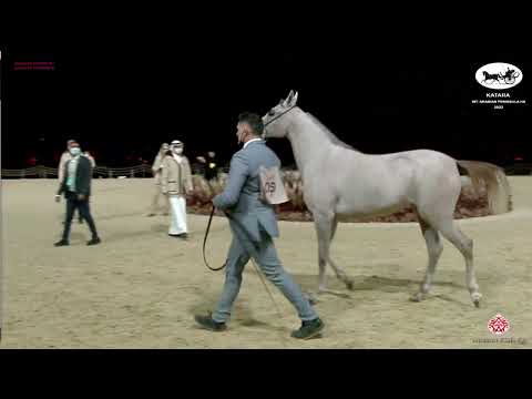 N 59 TALA JATHAB   Katara Int  Arabian Peninsula Horse Show 2022   Fillies 2 Years Old Class 2B