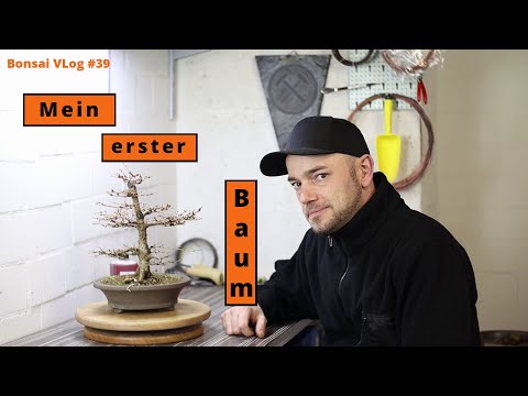 Lirum Larum Larix kaempferi - Meine japanische Lärche nimmt Form an | Bonsai VLog #39