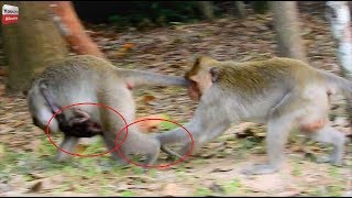 Female Leyla monkey Saves baby Chikis from Possum/ She tries to avoid from her Youlike Monkey 1730