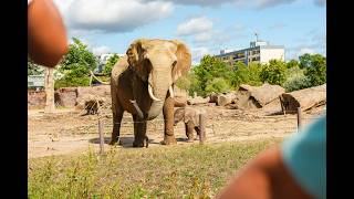Sweni & ihr Elefantenbaby im Zoo Magdeburg 🐘 | Foto & Video
