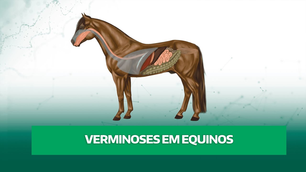 Verminoses em Equinos