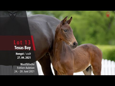 Westfälische Fohlen-Auktion Lot 13 Texas Boy Hengst v. Taurus - Fürst Jazz
