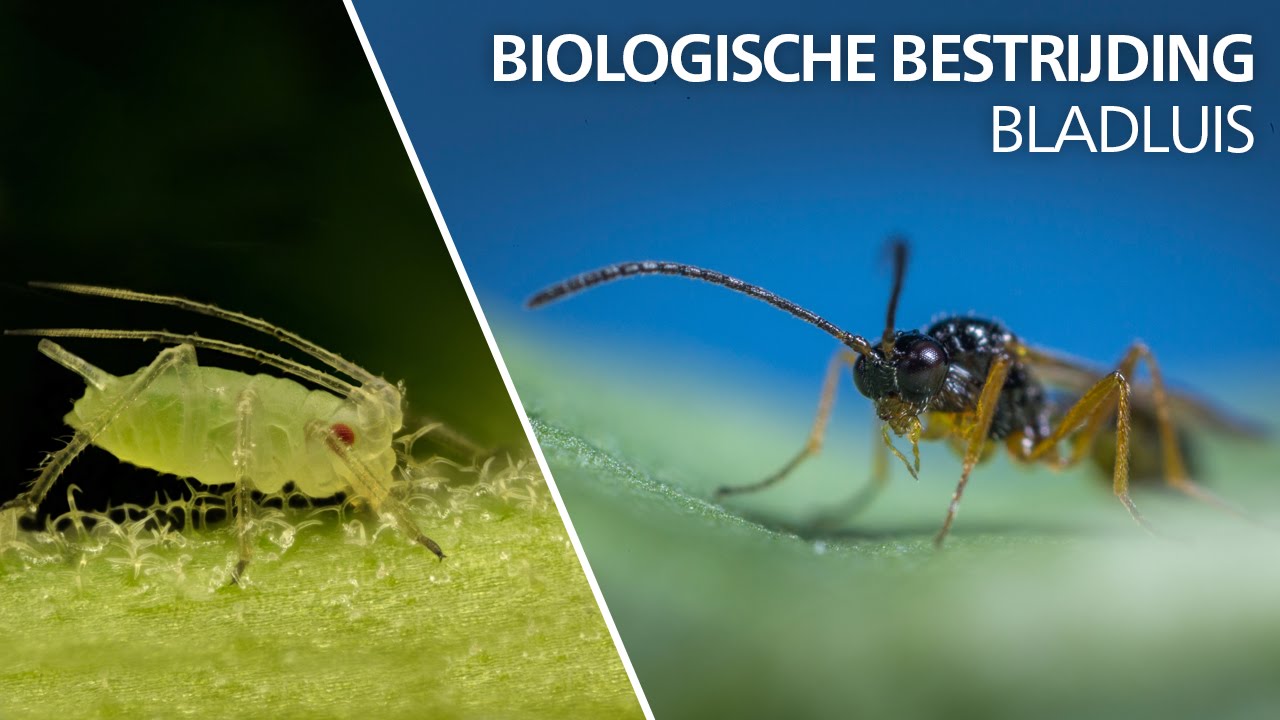 Video preview poster