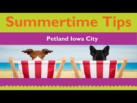 Summertime Puppy Tips