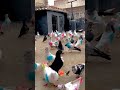 Kabootar Youtube Viral Video Shorts