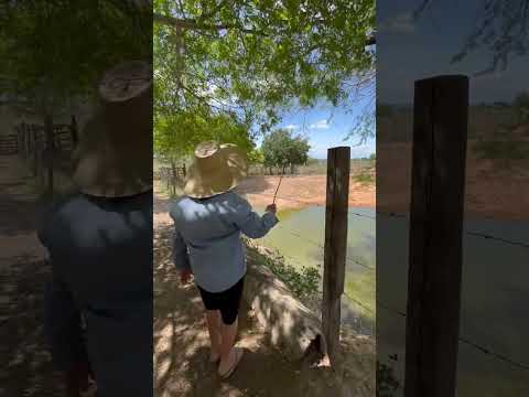 Dona Luzinete- Inhapi Alagoas. Mostrando os Currais construídos pelo esposo, Zé Rosa. 