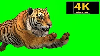 free green screen animals tiger chroma key 3d anim