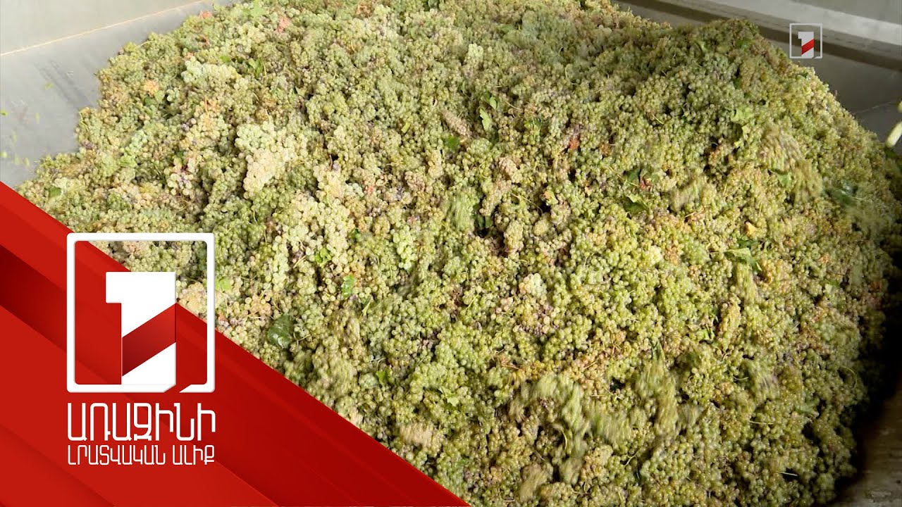 Խաղողի մթերման գինն այս տարի ավելացել է՝ 10-20 դրամ առնվազն