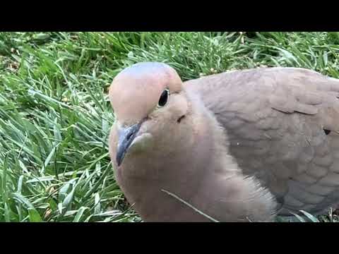 Mourning Doves Feeding In Grass