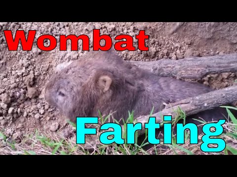 Wombat farting