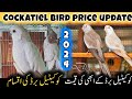 Cocktail birds price || Cocktail birds price in pakistan 2024 || Cocktail birds pair price Karachi
