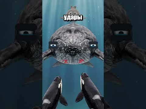 Почему горбатые киты герои?