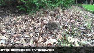 #AmazingGrace Hedgehog Challenge Fact 109