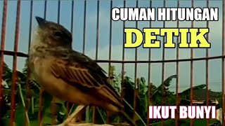 Download lagu BRANJANGAN PARVA Gacor , Cuma Hitungan Detik Yang Lain Ikut Bunyi mp3