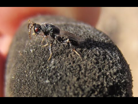 Fotograma del vídeo: La avispilla del almendro, principal plaga del cultivo