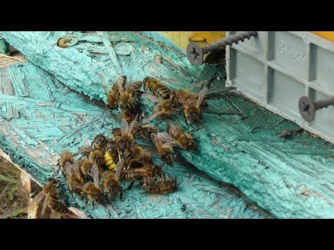 Бой не на жизнь а насмерть, пчёлы против осы