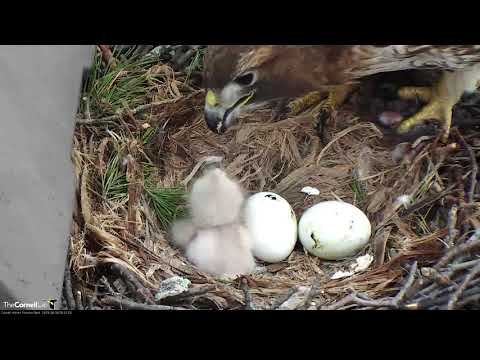 First Feeding For Red-tailed Hawk Chick "I1" On Morning After Hatch – April 29, 2019