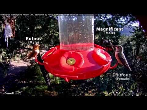 image-How can you tell how old a hummingbird is?