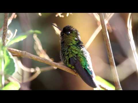 Fiery-throated Hummingbird