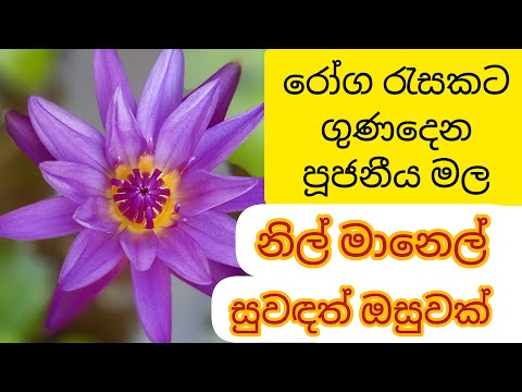 බුදුන් පුදන පූජනීය මලේ මෙතරම් ගුණ ඇති බව ඔබ දන්නවාද ? / නිල් මානෙල් / Blue Lotus / Blue Water lily
