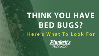 Think You Have Bed Bugs? Here’s What to Look For - Plunkett&#39;s Pest Control
