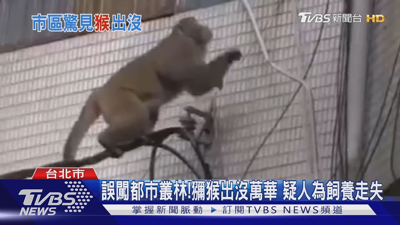 誤闖都市叢林！獼猴出沒萬華　疑人為飼養走失