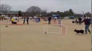 preview picture of video 'Chip - Bloemfontein Agility Compilation (August 2013)'