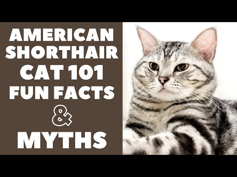 American Shorthair Cats 101 : Fun Facts & Myths