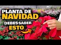 How To Care For A Christmas Plant Very Easy Christmas Flower Plant Care