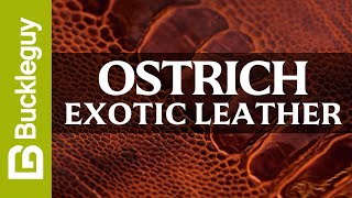 Exotic Leather, Ostrich Legs | Full Grain Leather Demo