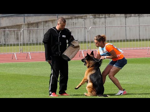 Elton von Blankanera - TSB BSZS 2024 | German Shepherd Bite Work - BSZS NÜRNBERG 2024