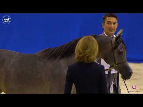 N 18 D JOOREYYAH   Dubai Arabian Horse Show 2020   Yearling Fillies Class 2A