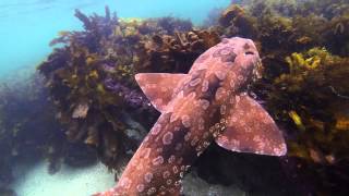 Underwater Sydney - Wobbegong Shark